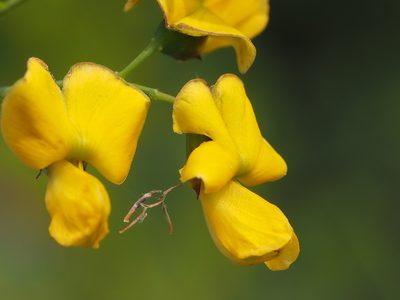 Sesbania cannabina, photographed by 葉子
