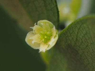 Nephroia orbiculata, photographed by 葉子