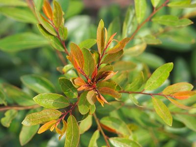 Phyllanthus reticulatus, photographed by 葉子