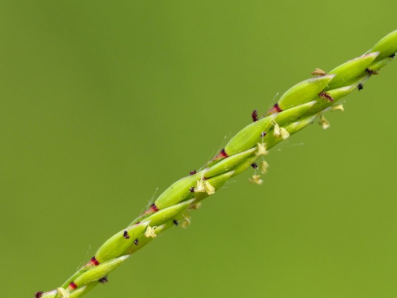 Eriochloa procera, photographed by 葉子
