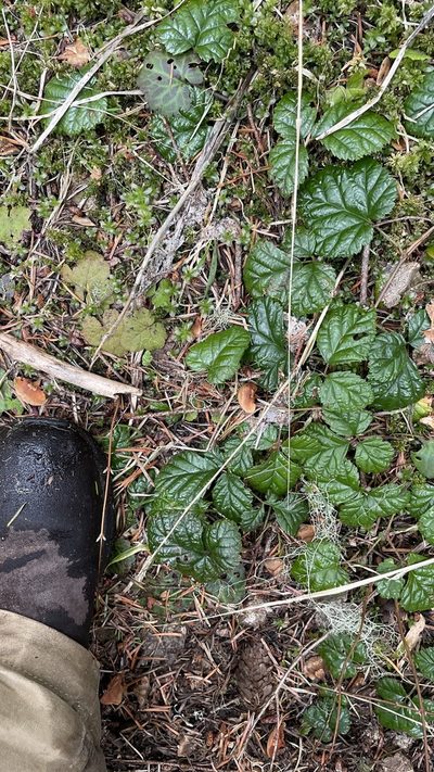Rubus nivalis, photographed by Hilary Rose Dawson