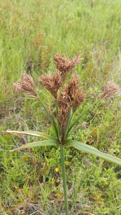 Cyperus prolixus, photographed by JG