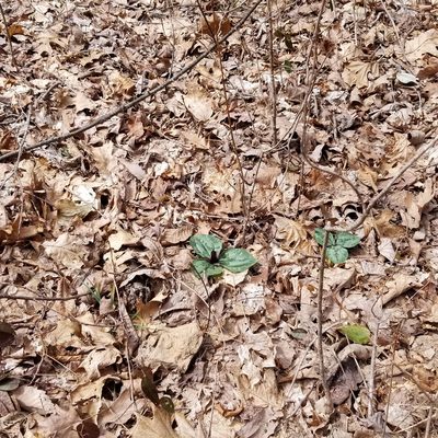 Trillium decumbens, photographed by Daniel McClosky