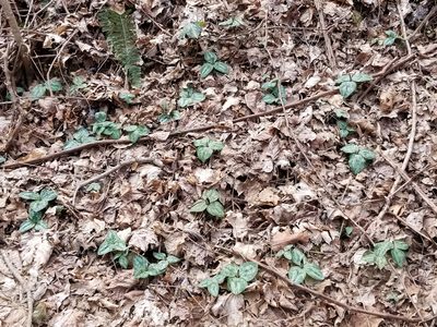 Trillium decumbens, photographed by Daniel McClosky