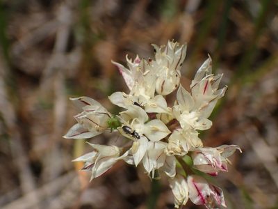 Allium haematochiton, photographed by George Williams
