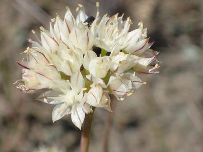Allium haematochiton, photographed by George Williams