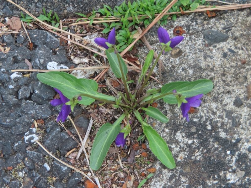 Viola mandshurica, photographed by mami_t_t