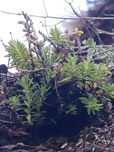 Micromeria maderensis, photographed by Vítor Jorge
