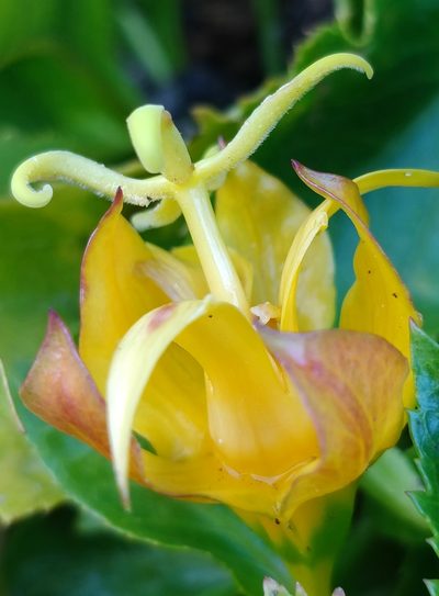 Musschia aurea, photographed by Vítor Jorge