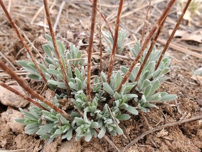 Artemisia dracunculus, photographed by Craig Martin
