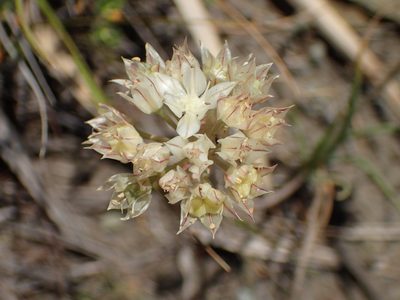 Allium haematochiton, photographed by George Williams