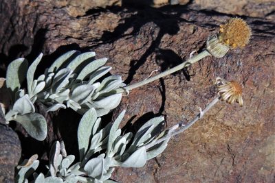 Senecio argyreus, photographed by Hugo Hulsberg