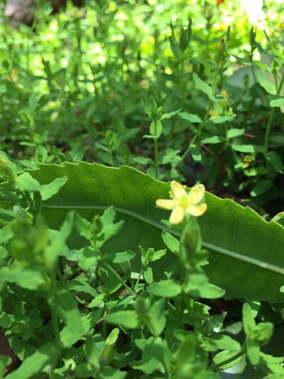 Hypericum parvulum, photographed by Scott Loarie
