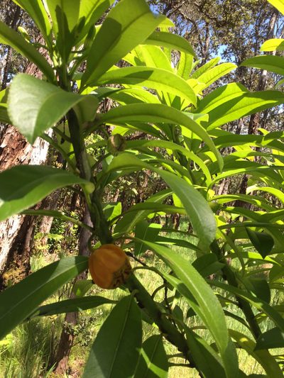 Clermontia hawaiiensis, photographed by Scott Loarie