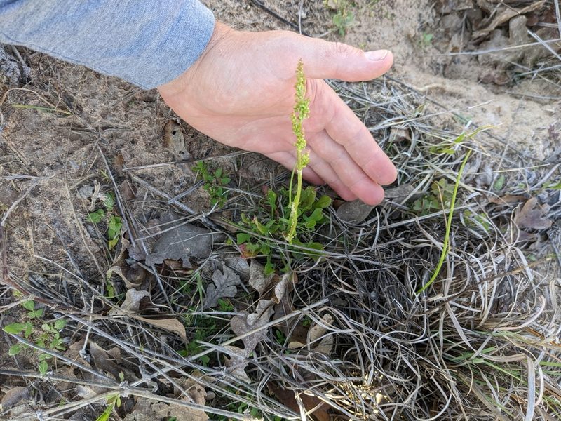 Rumex hastatulus, photographed by Cleveland Powell