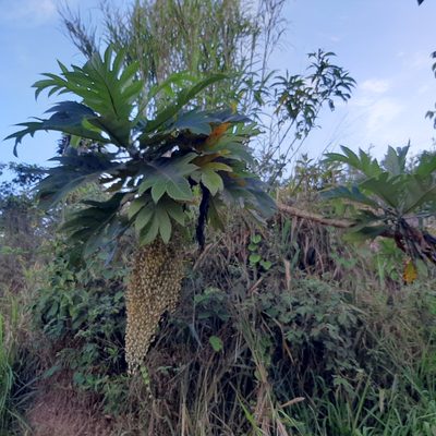 Bocconia frutescens, photographed by Arthur de Jesús Chavarría Pérez