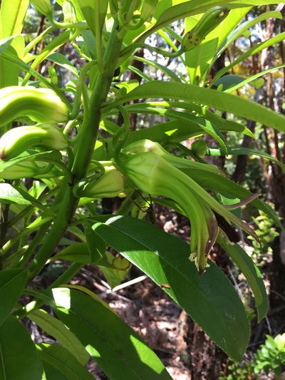 Clermontia hawaiiensis, photographed by Scott Loarie