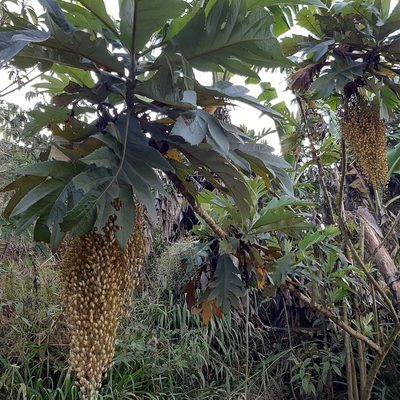 Bocconia frutescens, photographed by Arthur de Jesús Chavarría Pérez