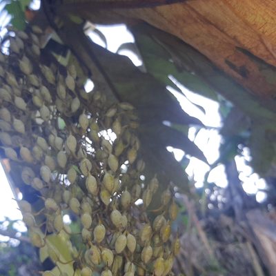 Bocconia frutescens, photographed by Arthur de Jesús Chavarría Pérez