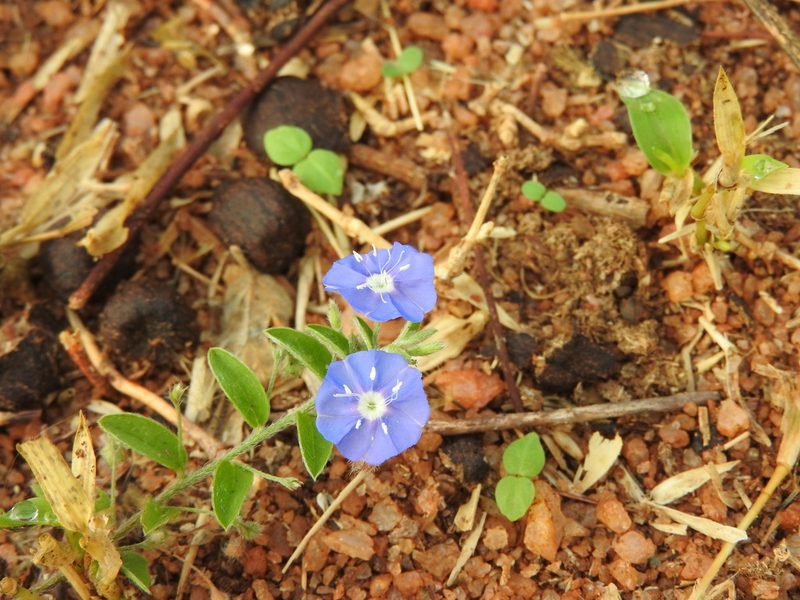 Evolvulus alsinoides, photographed by Amar Bharathy