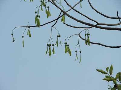 Gyrocarpus americanus, photographed by Amar Bharathy