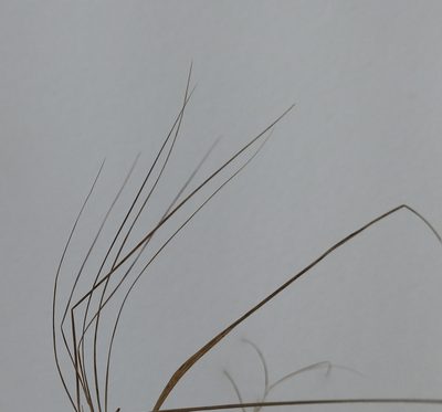 Calamagrostis canescens, photographed by ll r Ирина