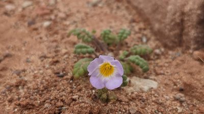 Phacelia fremontii, photographed by Darrin Gobble