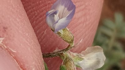 Astragalus nuttallianus, photographed by Darrin Gobble