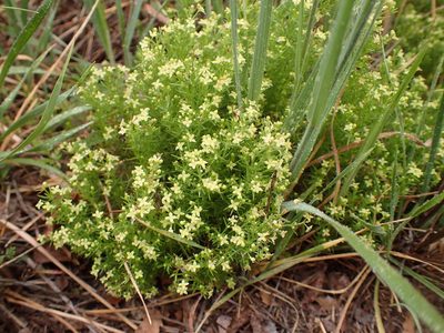 Galium andrewsii, photographed by George Williams