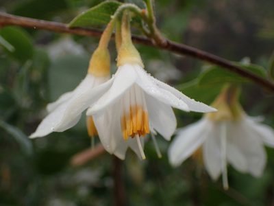Styrax redivivus, photographed by George Williams