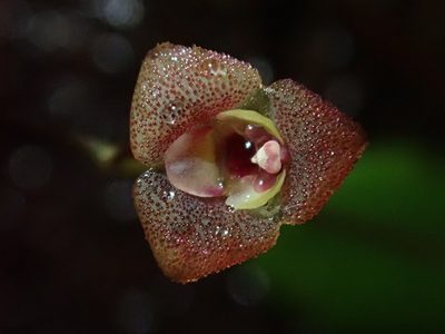 Stelis hirtzii, photographed by Nolan Exe