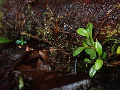 Stelis hirtzii, photographed by Nolan Exe