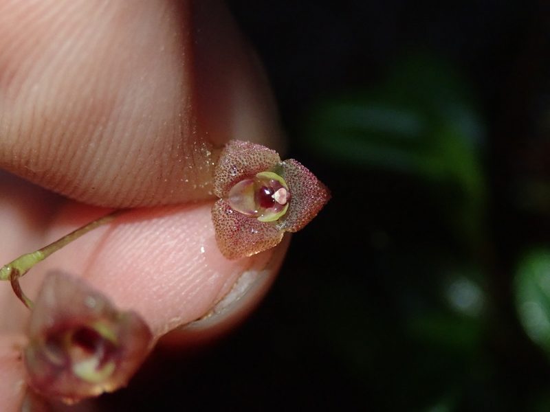 Stelis hirtzii, photographed by Nolan Exe