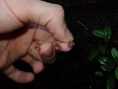 Stelis hirtzii, photographed by Nolan Exe