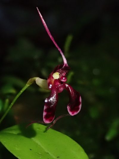 Masdevallia ximenae, photographed by Nolan Exe