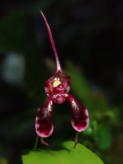 Masdevallia ximenae, photographed by Nolan Exe