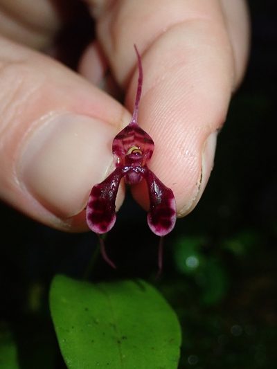 Masdevallia ximenae, photographed by Nolan Exe
