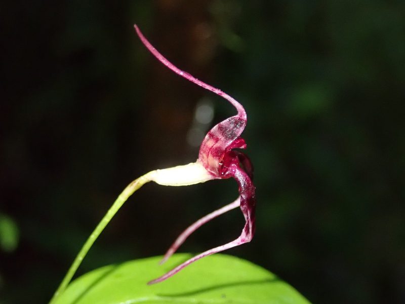 Masdevallia ximenae, photographed by Nolan Exe