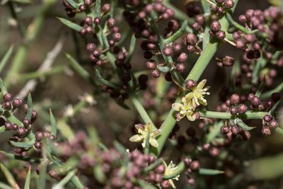 Asparagus horridus, photographed by Tim Johnson