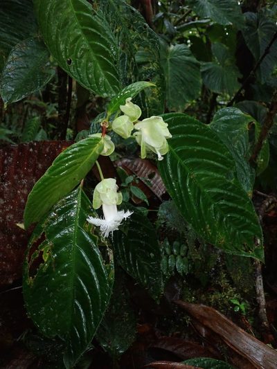 Drymonia brochidodroma, photographed by Nolan Exe