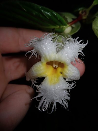 Drymonia brochidodroma, photographed by Nolan Exe