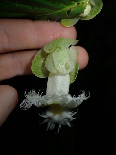 Drymonia brochidodroma, photographed by Nolan Exe