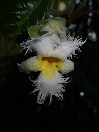 Drymonia brochidodroma, photographed by Nolan Exe