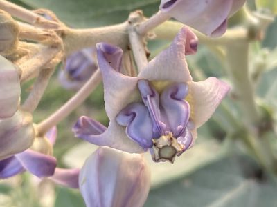 Calotropis gigantea, photographed by John Kenrick Gibson