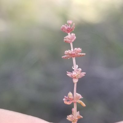 Crassula connata, photographed by James C. Davis