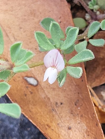 Lotus glinoides, photographed by Jacek Pietruszewski