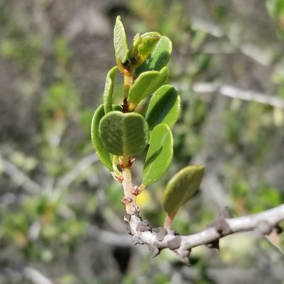 Ceanothus verrucosus, photographed by James C. Davis