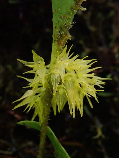 Pleurothallis ruscifolia, photographed by Nolan Exe