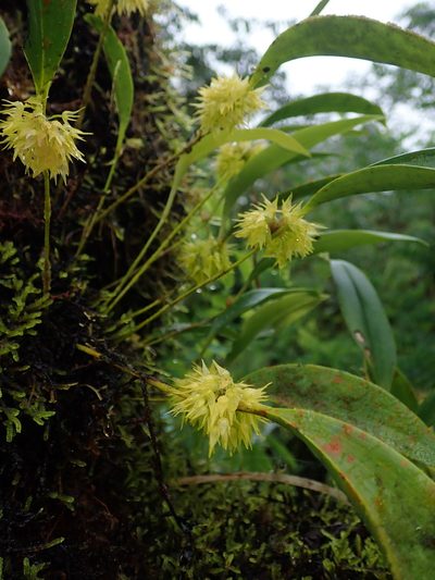 Pleurothallis ruscifolia, photographed by Nolan Exe