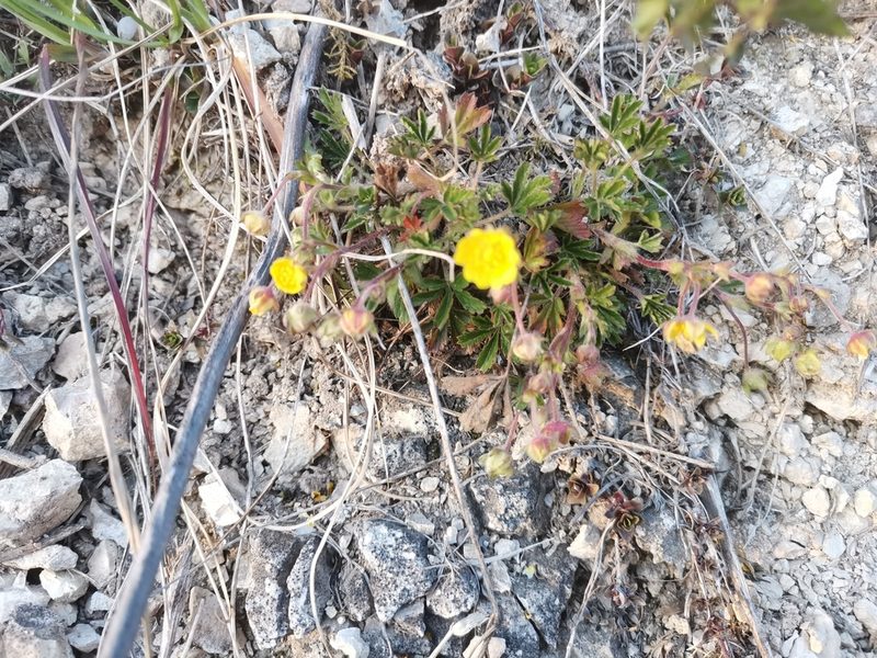 Potentilla pusilla, photographed by Ljaž